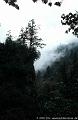 Regenwald und Nebel